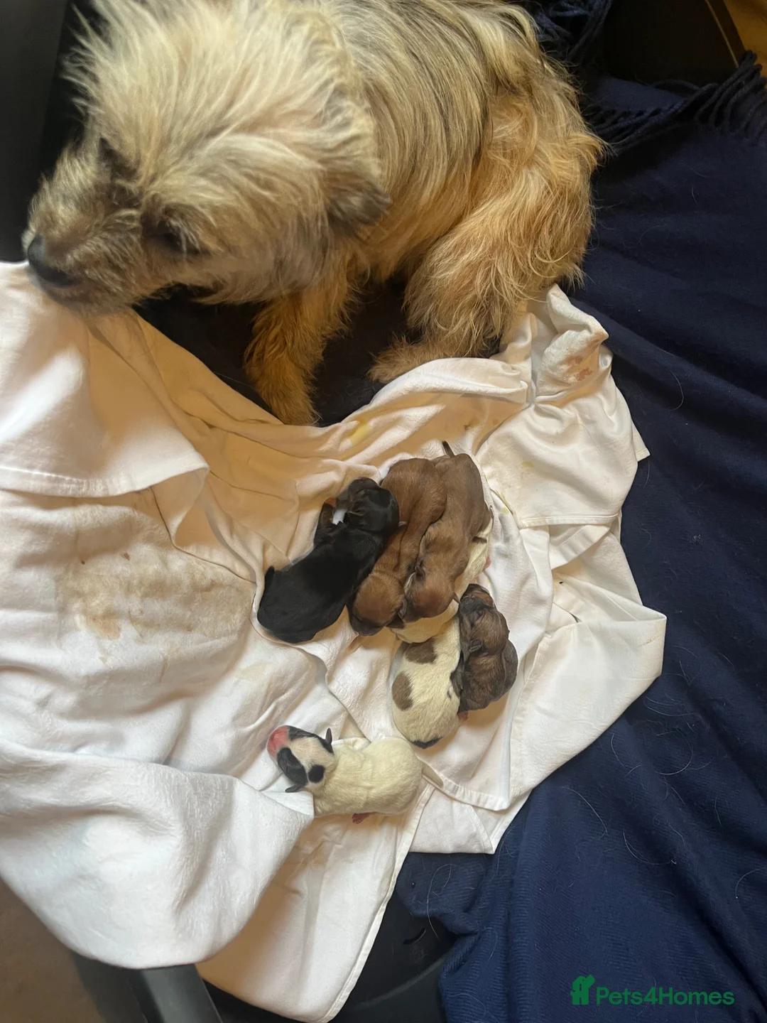 Jack Russell dogs for sale: Jack russles  - Advert 2