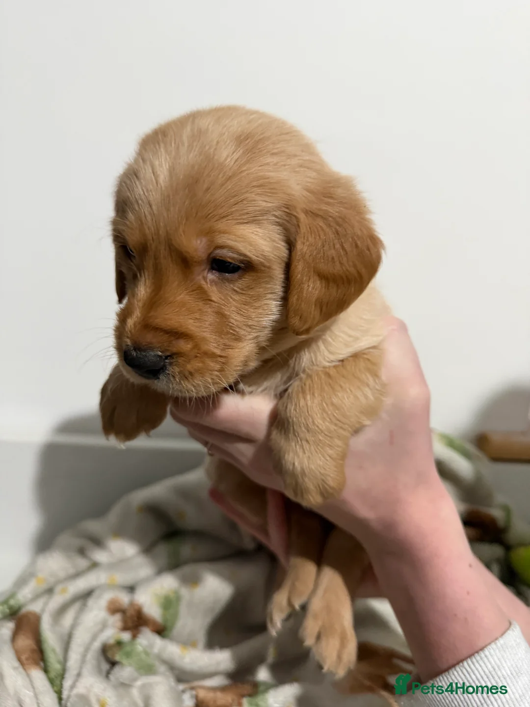 Labradoodle dogs for sale: Beautiful Labradoodle x Labrador Puppies for sale. - Advert 11