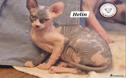 Sphynx cats for sale: ❤️ beautiful Canadian Sphynx ❤️ - Image 7
