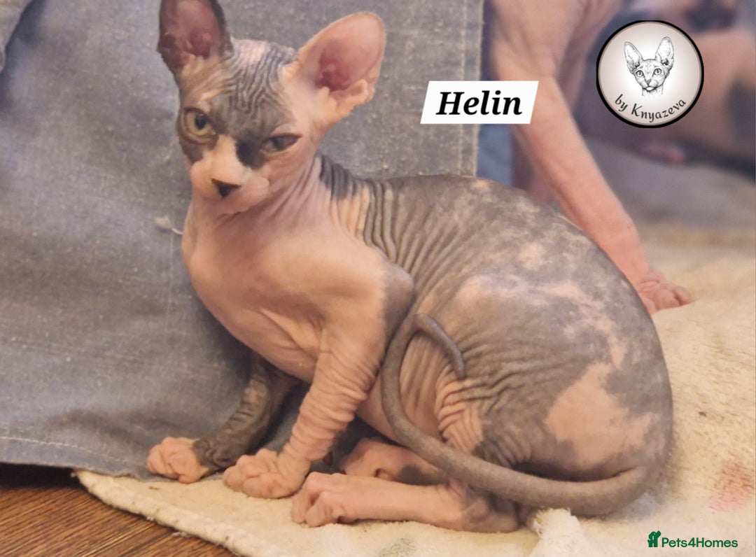 Sphynx cats for sale: ❤️ beautiful Canadian Sphynx ❤️ - Image 7