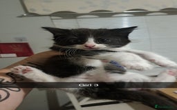 Mixed Breed cats for sale: Lovely kittens waiting for forever homes  - Image 1