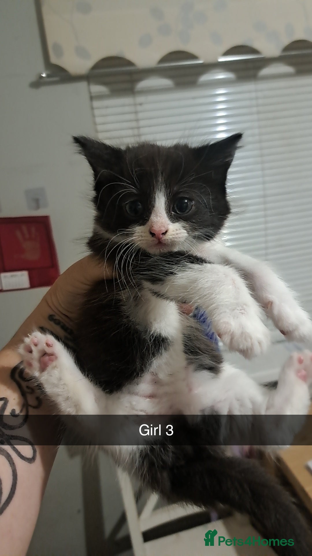 Mixed Breed cats for sale: Lovely kittens waiting for forever homes  - Image 1