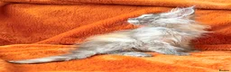 Maine Coon cats for sale: Maine coon kittens READY NOW  - Advert 9