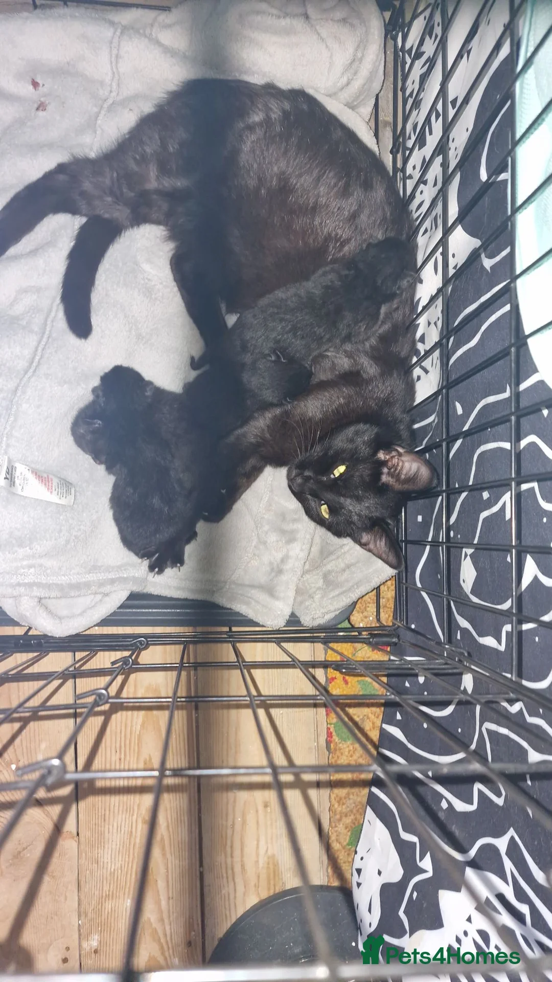 British Shorthair cats for sale: 3 black male kittens - Advert 10