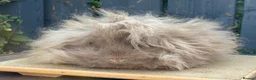 Guinea Pig rodents for sale: Purebred Lunkarya - Advert 4