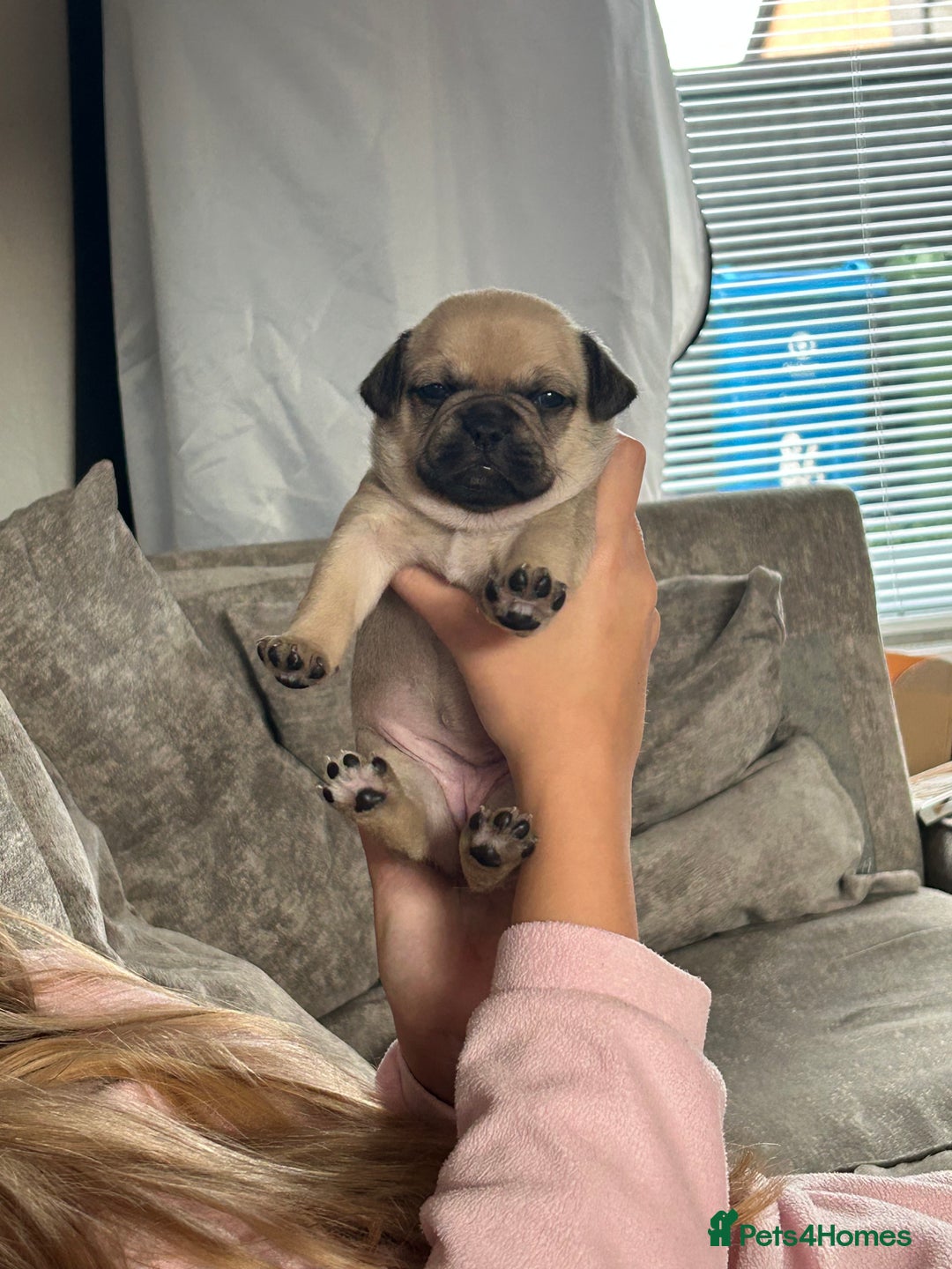 Frug dogs for sale: Gorgeous chunky pups - Image 3