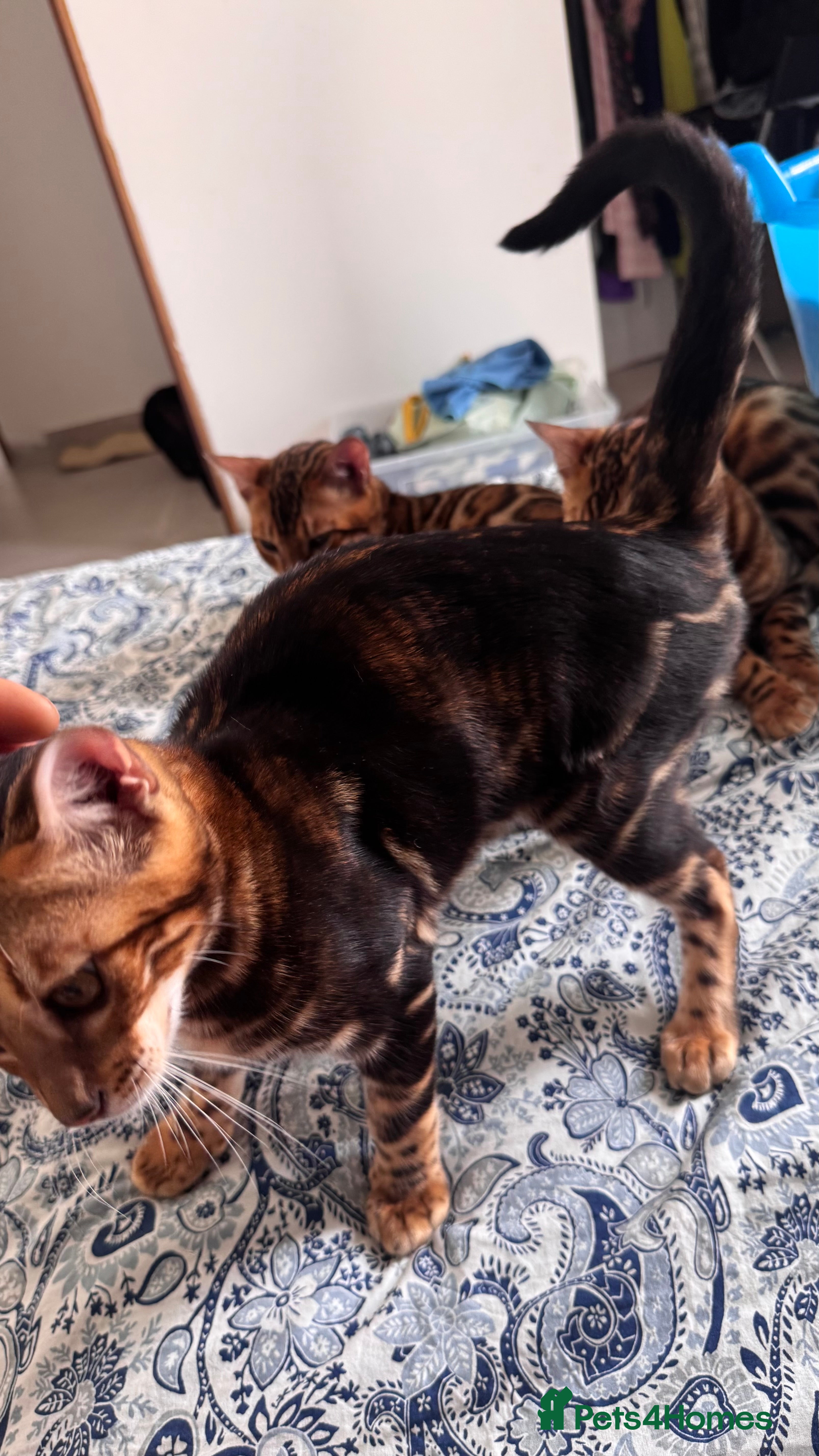 Bengal cats for sale: TICA Bengal cats adorable educated with kid NO UK  in London - Advert 31