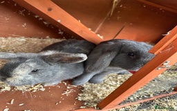 Mini Lop rabbits for sale: 2 female bonded mini lops for sale  - Advert 18