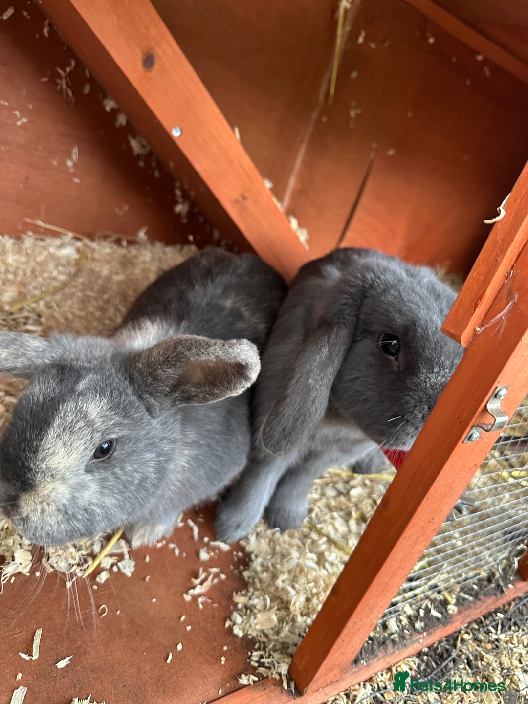 Mini Lop rabbits for sale: 2 female bonded mini lops for sale  - Advert 18