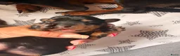 Miniature Dachshund dogs for sale: Miniature dachshund puppies - Advert 20
