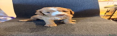 Cockapoo 2