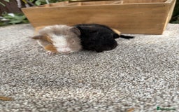 Guinea Pig rodents for sale: Two pairs of Guineapig boys to reserve  - Image 6
