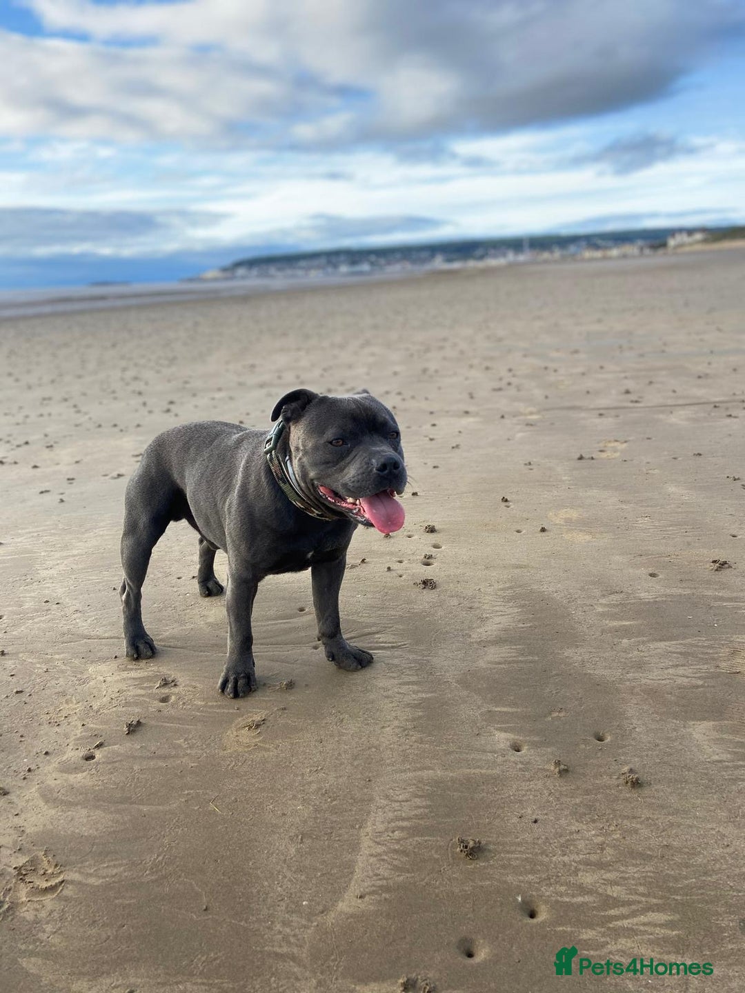 Staffordshire Bull Terrier dogs for sale: Blue Staffordshire terrier puppies/ 1 girl left  in Bristol - Image 5