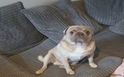 Pug dogs for sale: KC Reg Lilac Fawn Male Pug 2 years old - Image 2