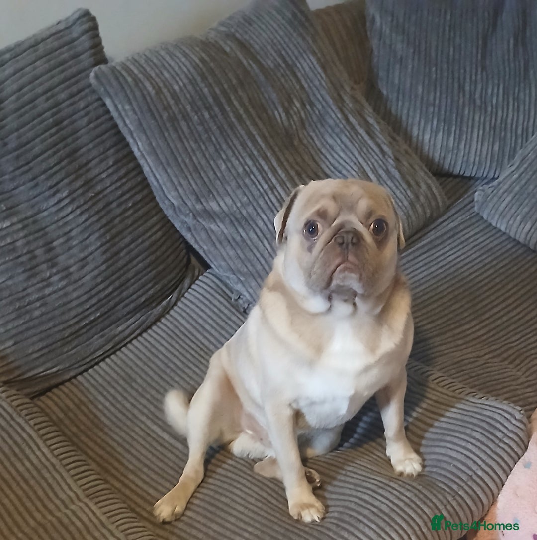 Pug dogs for sale: KC Reg Lilac Fawn Male Pug 2 years old - Image 2