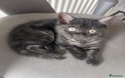 Selkirk Rex cats for sale: 😻 Stunning Selkirk Rex Mix Kittens 😻 - Image 19