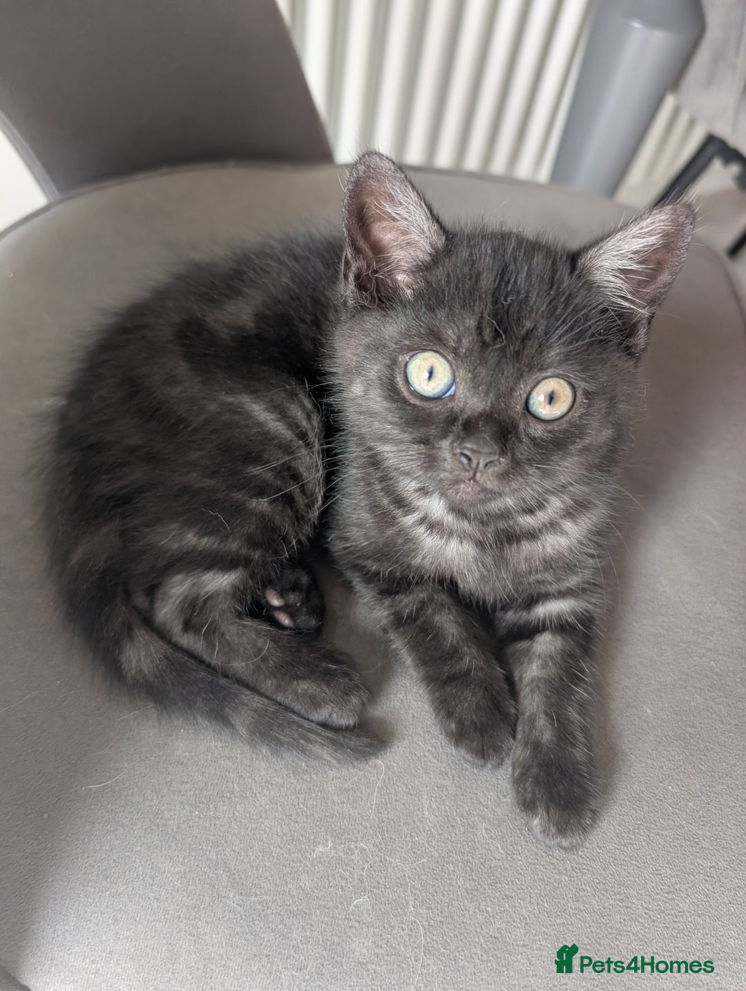 Selkirk Rex cats for sale: 😻 Stunning Selkirk Rex Mix Kittens 😻 - Image 19