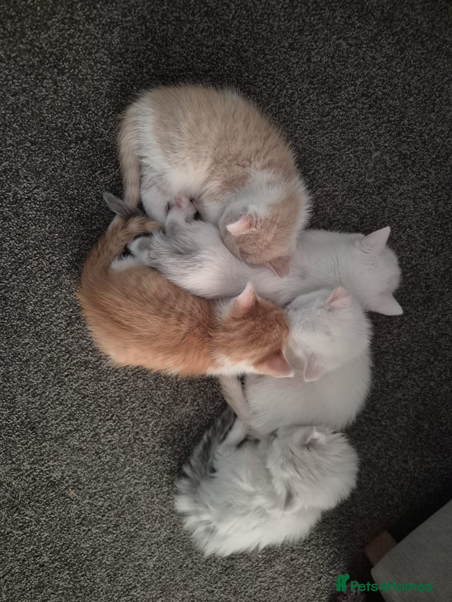 Mixed Breed cats Mixed breed kittens for sale - Advert 4
