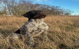 German Wirehaired Pointer dogs for sale: German Wirehaired pointer puppies  - Advert 4