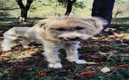Mixed Breed dogs for adoption: Randolph, 2 - 3 yrs. Available for adoption. - Image 20
