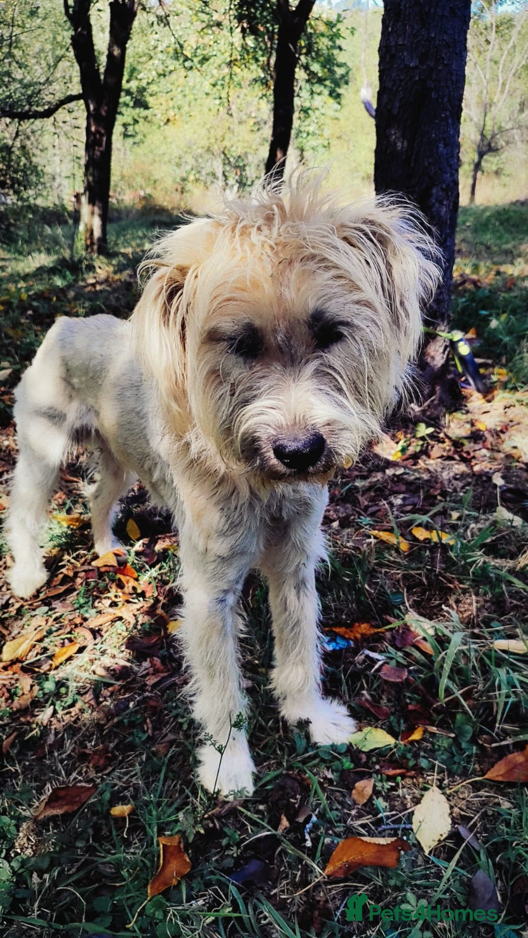 Mixed Breed dogs for adoption: Randolph, 2 - 3 yrs. Available for adoption. - Image 20
