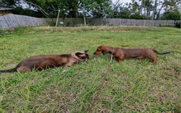 Dachshund dogs for sale: Champion sired, show quality miniature, ready now. - Image 26