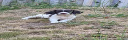 English Springer Spaniel dogs for sale: Liver and white springer spaniel - Advert 1