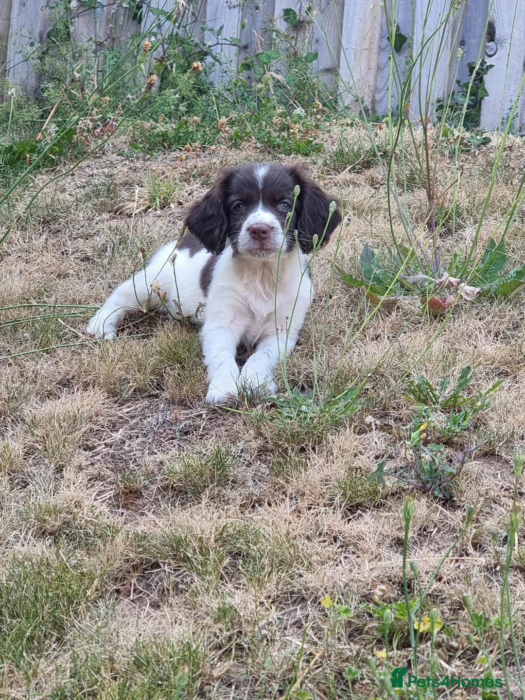 English Springer Spaniel dogs for sale: Liver and white springer spaniel - Advert 1