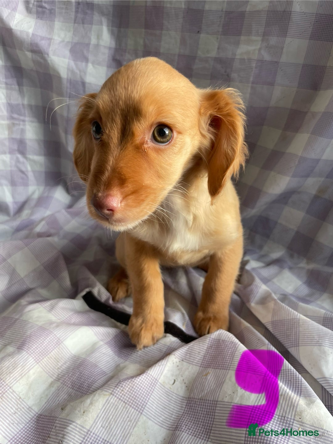 Cockapoo dogs for sale: Cockapoo puppies  - Advert 15