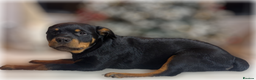 Rottweiler dogs for sale: ROTTWEILER PUPPIES. KC REGISTERED. FREE INSURANCE. - Advert 36