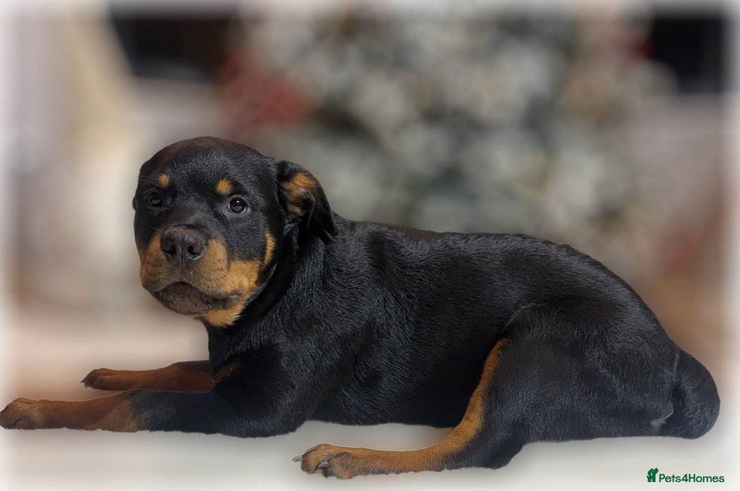Rottweiler dogs for sale: ROTTWEILER PUPPIES. KC REGISTERED. FREE INSURANCE. - Advert 36