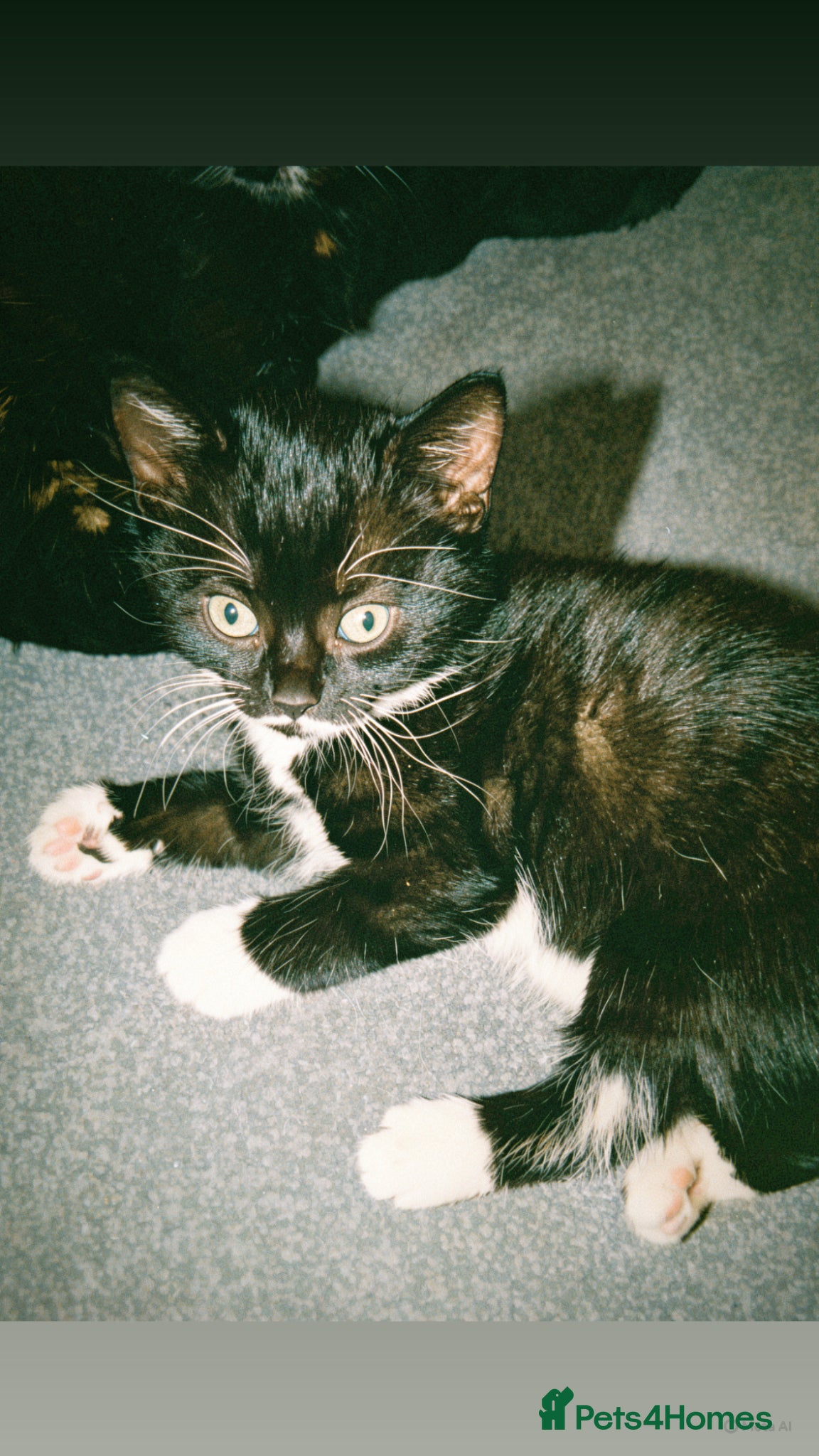 Mixed Breed cats 3 Beautiful Mixed Colour Kittens for Sale - Advert 21