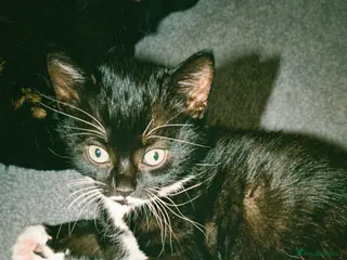 Mixed Breed cats 3 Beautiful Mixed Colour Kittens for Sale - Advert 21