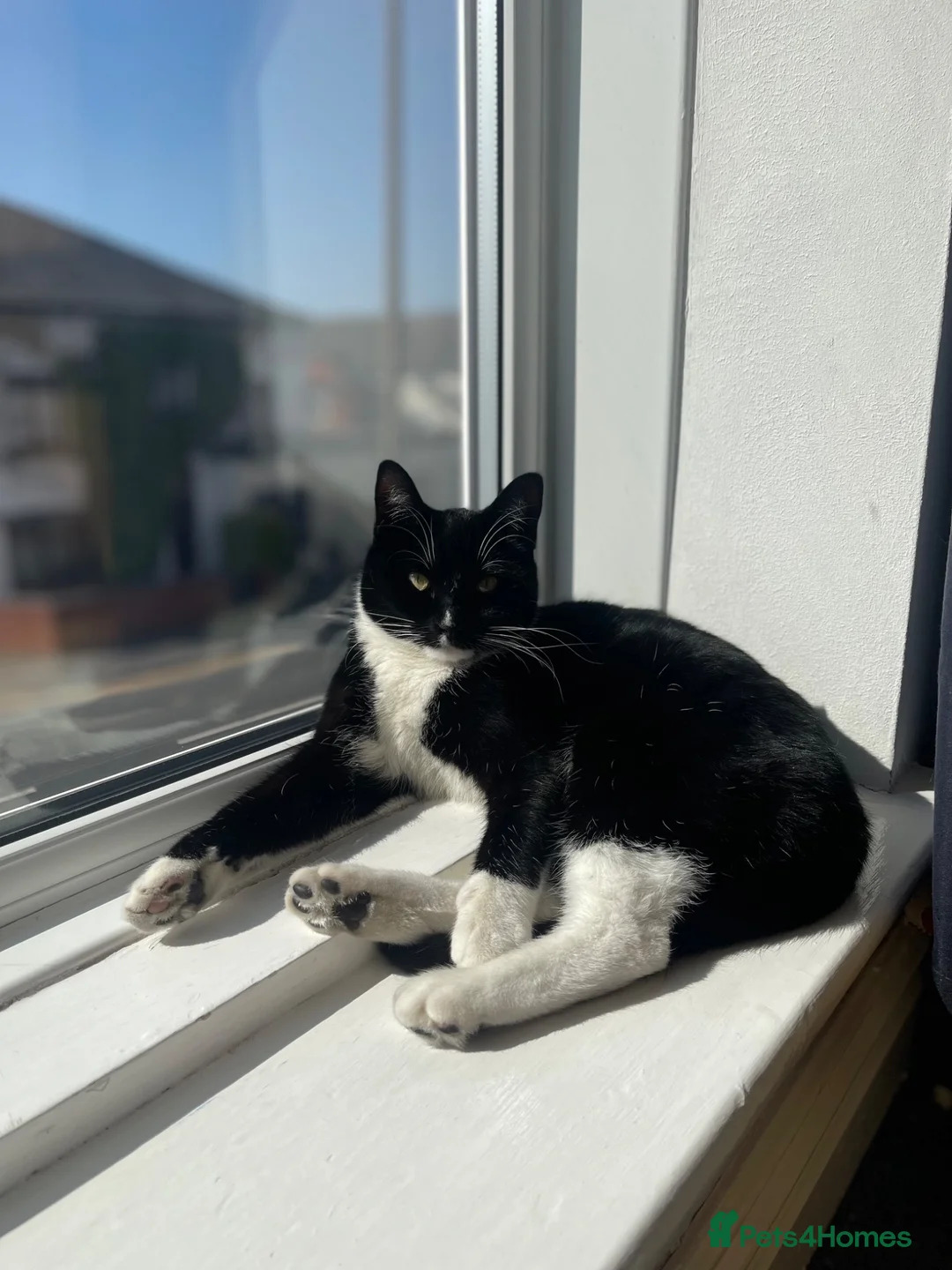 British Shorthair cats for sale: New Home for Pebbles  - Advert 2
