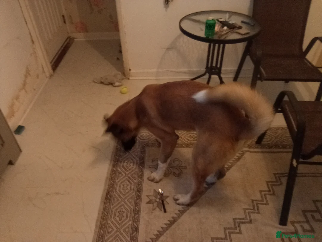 Mixed Breed dogs for sale: BEAUTIFUL 7 MOTHS OLD AMERICAN AKITA  - Advert 4