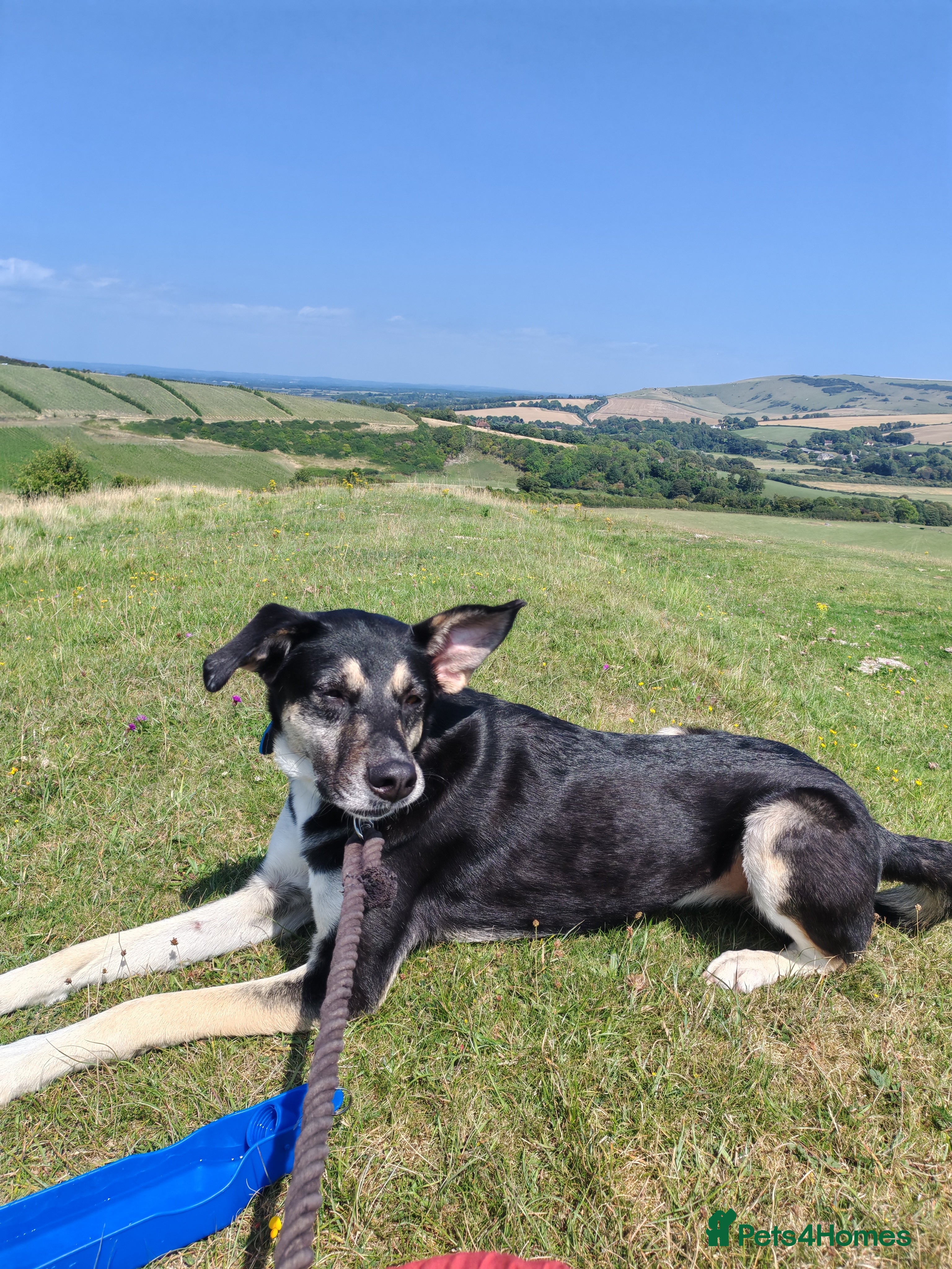 Mixed Breed dogs 2 years old Female - Advert 14