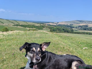 Mixed Breed dogs - Advert 7