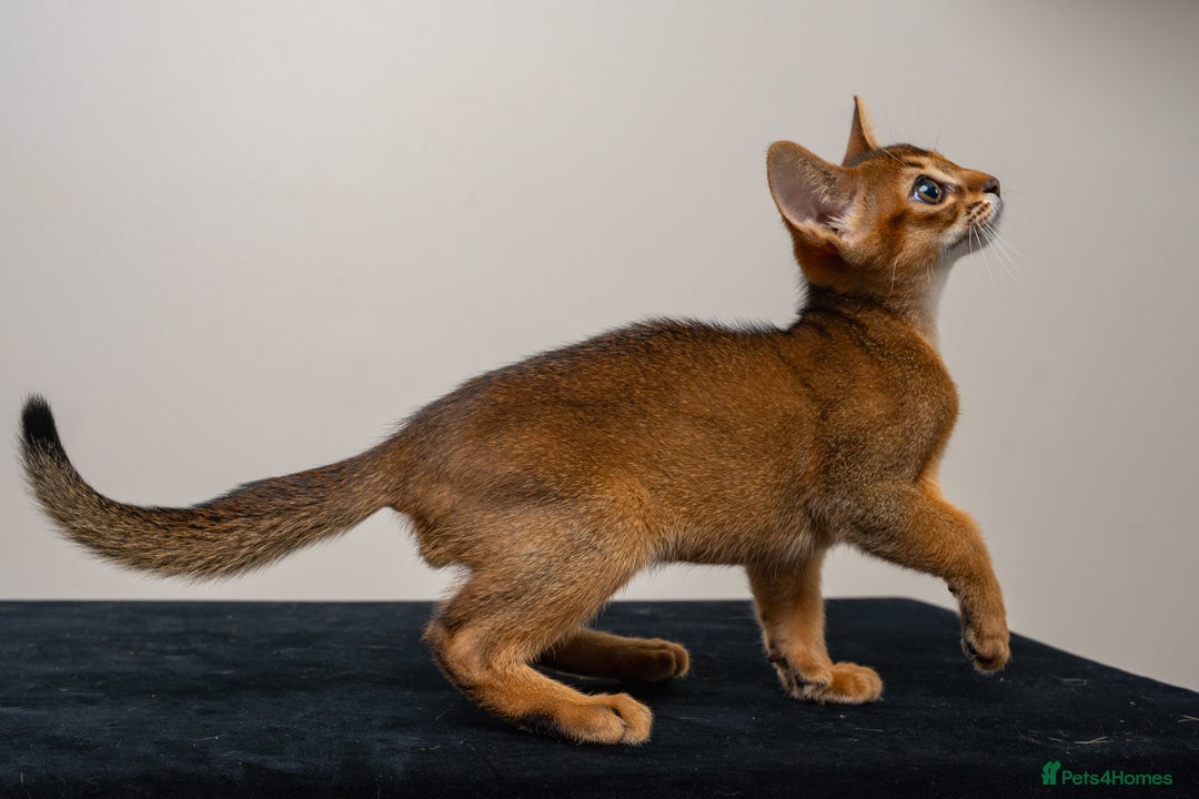 Abyssinian cats for sale:  Champions  Line Romeo-TICA reg. Abyssinian Beauty - Image 12