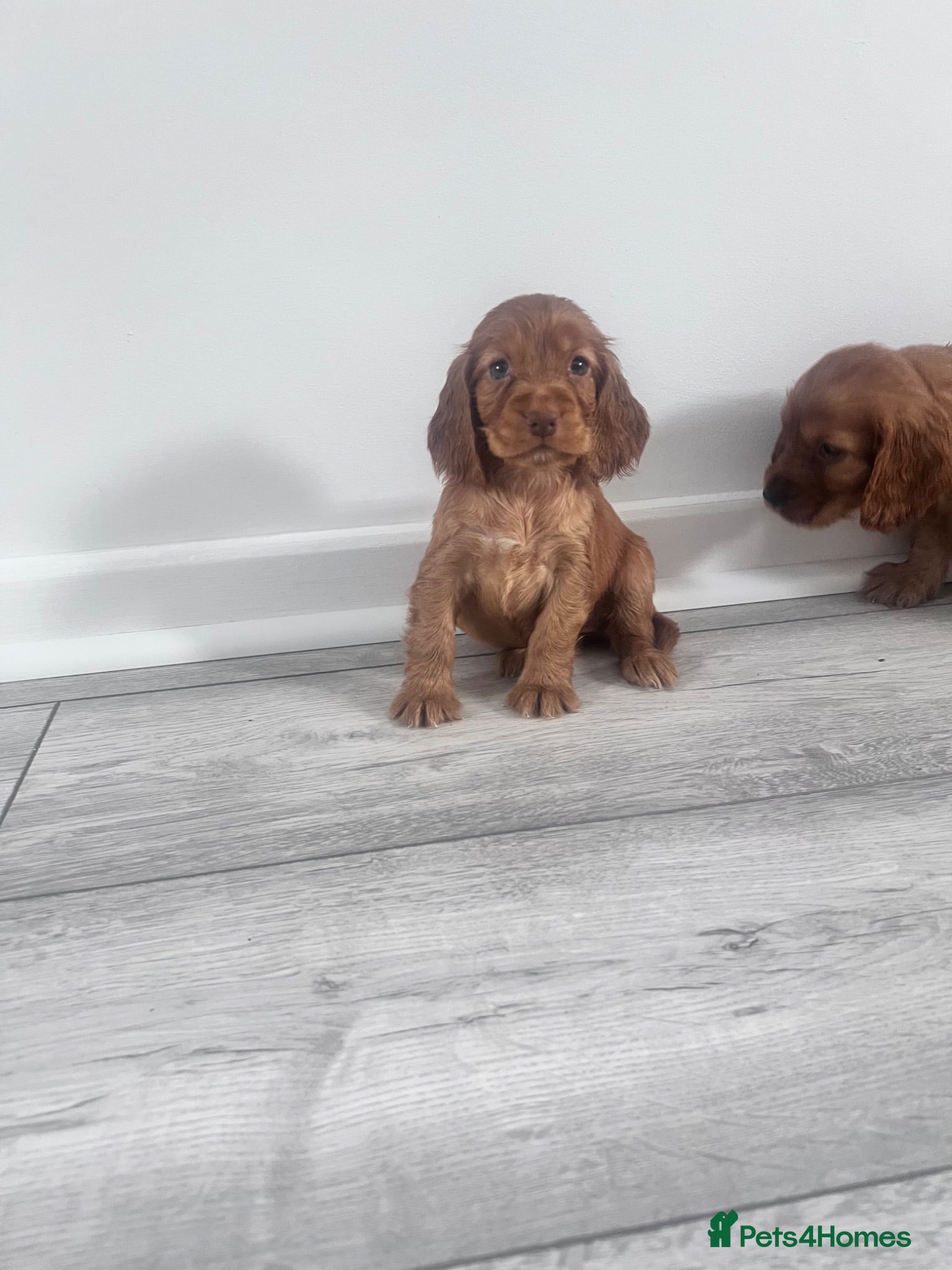 Cocker Spaniel dogs Outstanding Cocker spaniels - Advert 2