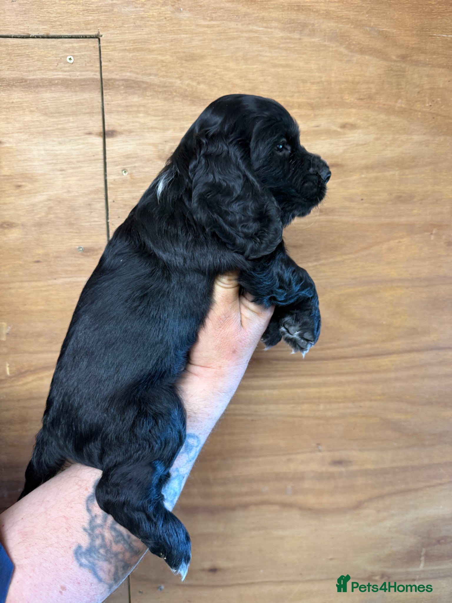 Cocker Spaniel dogs for sale: 5 Gorgeous Chunky Show Type Cocker Spaniels  - Advert 8