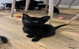 Domestic Shorthair cats for sale: Beautiful litter of kittens!  - Image 11