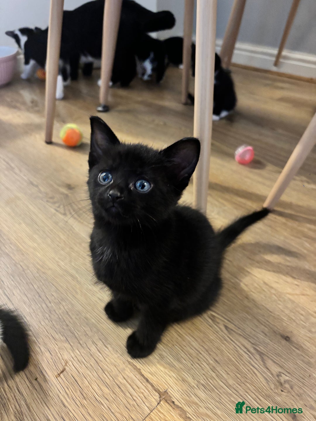 Domestic Shorthair cats for sale: Beautiful litter of kittens!  - Image 11