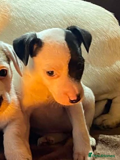 Jack Russell dogs Miniature Jack Russell Pups - Advert 2