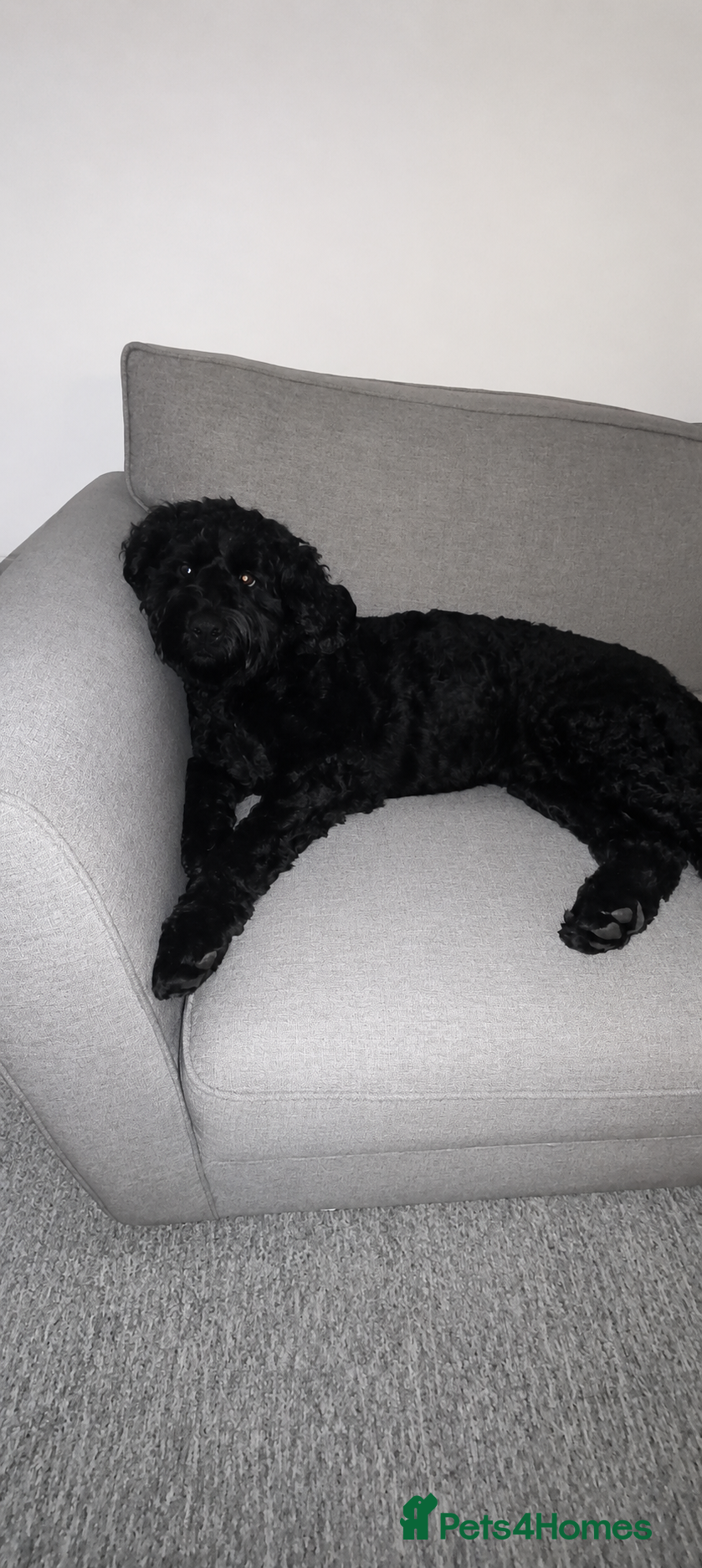 Labradoodle dogs Labradoodle - Advert 2