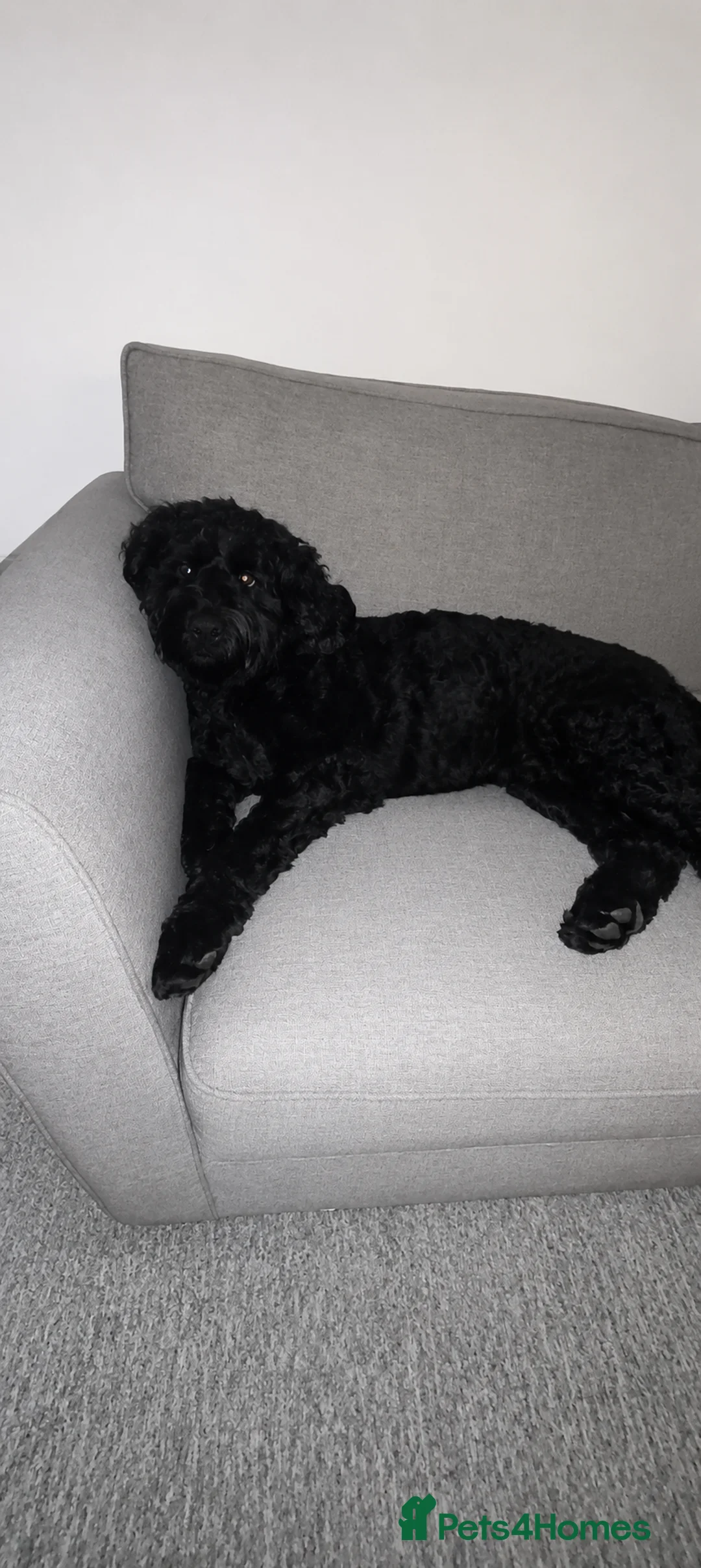 Labradoodle dogs for sale: Labradoodle in Bodmin - Advert 1
