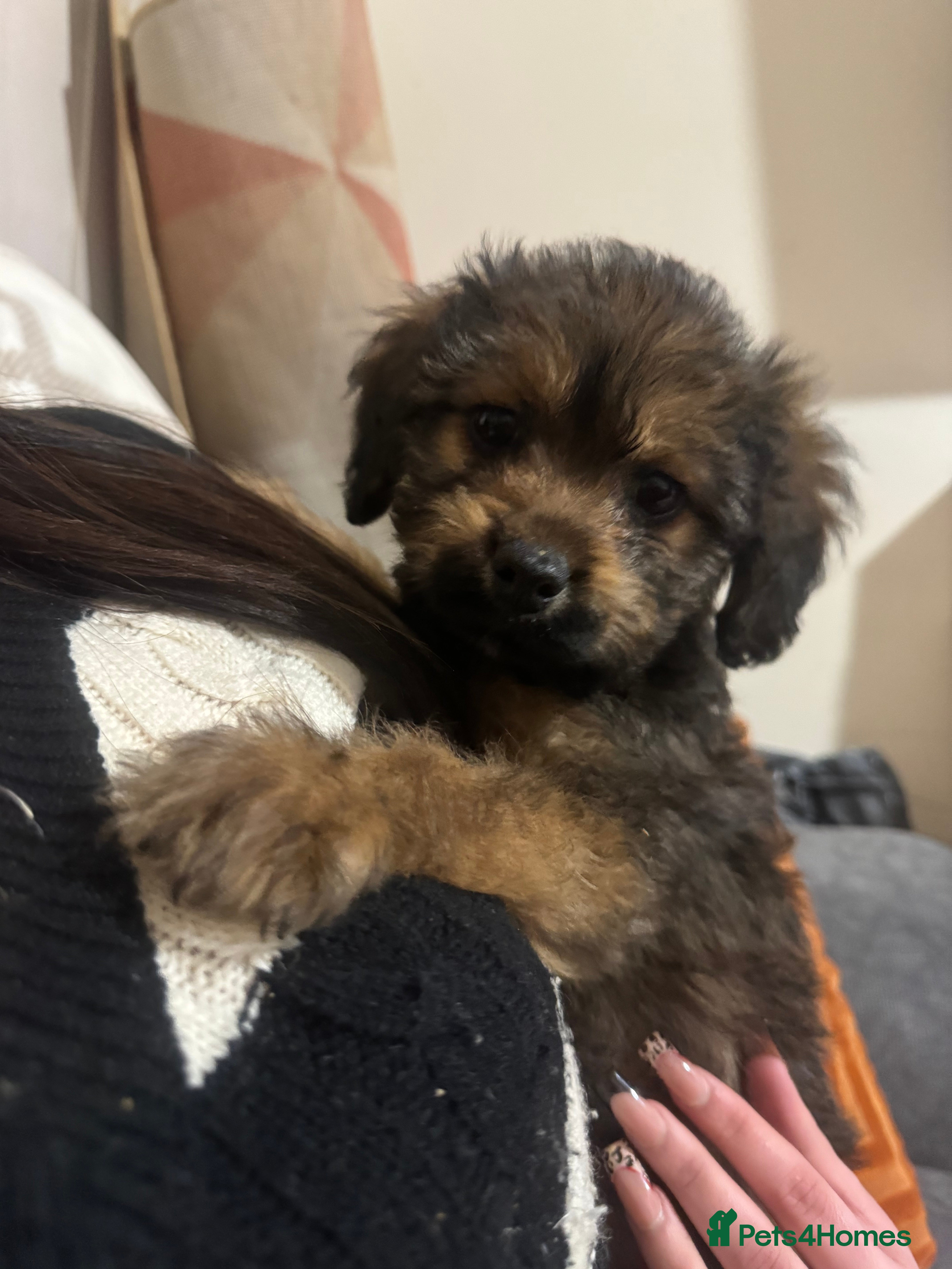 Mixed Breed dogs Cavachon cross puppies - Advert 2