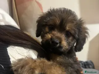 Mixed Breed dogs Cavachon cross puppies - Advert 2