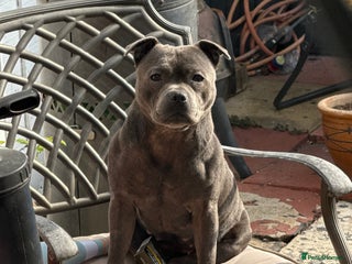 Staffordshire Bull Terrier dogs - Advert 1