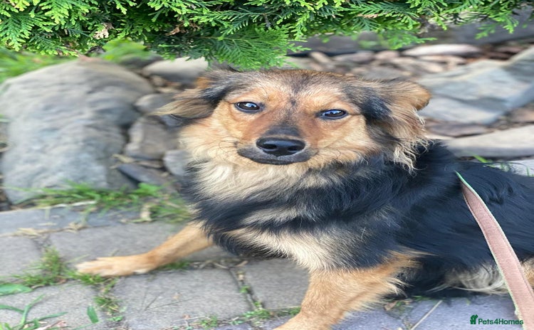 Mixed Breed dogs - Advert 1