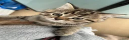British Shorthair cats for sale: British shorthair kittens - Advert 30